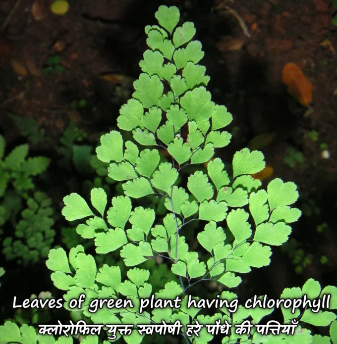 Leaves of green plant having chlorophyll - Examples of Autotrophs