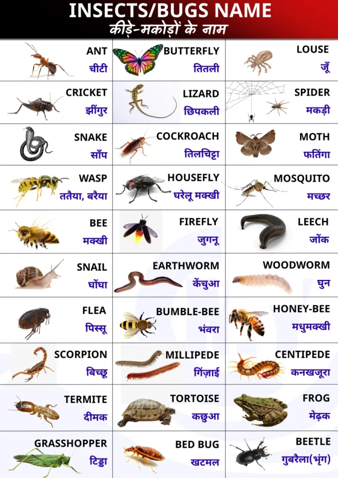 INSECTS NAME OR BUGS NAME IN HINDI AND ENGLISH WITH PICTURES