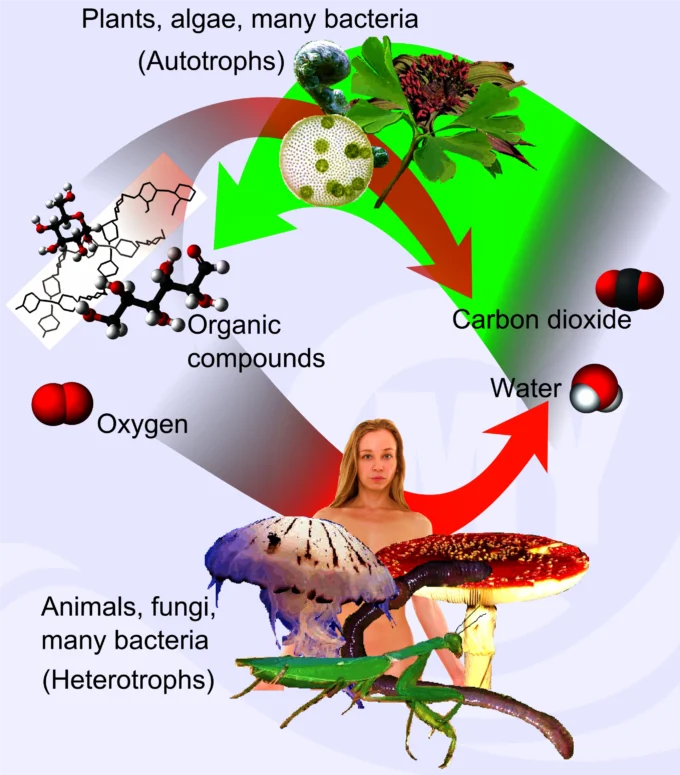 स्वपोषितों (autotrophs) तथा परपोषितों (heterotrophs) के बीच खाद्य-चक्र