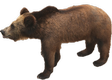 bear