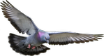 pigeon