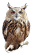 owl